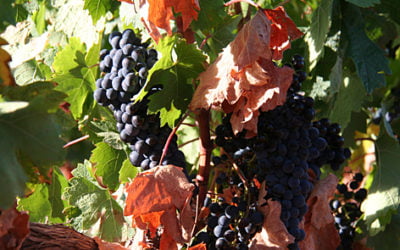 Rutas del Clarete de Cordovín